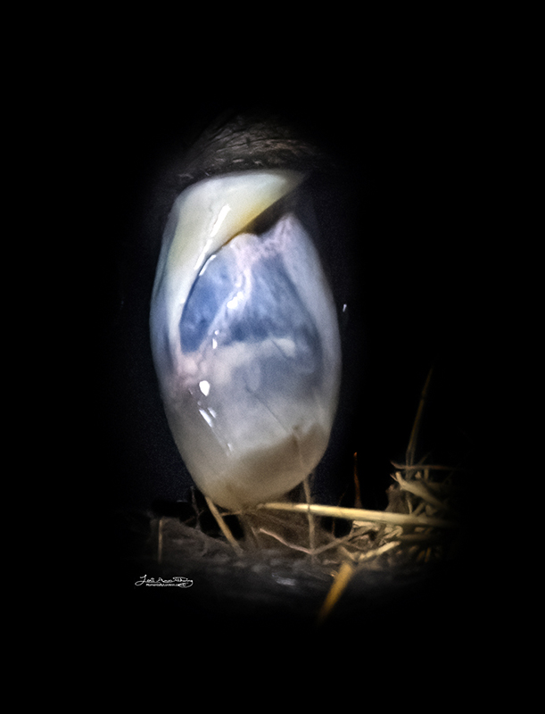 Birth of a Prince